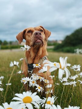 dog posing with camomile fowers