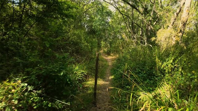 Monks Wood, Cambridgeshire, England, UK - August 24 2026: POV Gimbal Stabalised walking sequence into a lesser travelled, overgrown part of the Monks Wood forest.