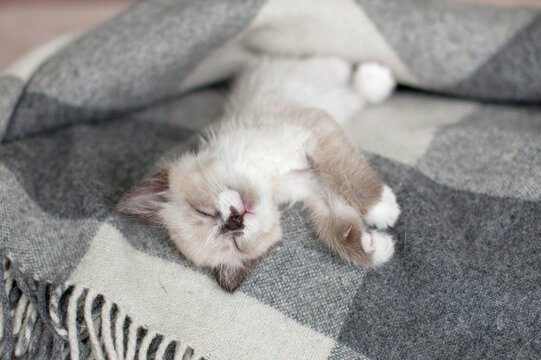 Young kitten sleeps on back with closed eyes and curled paws, displaying peaceful contentment. Resting cat nestles into soft blanket for cozy home comfort and quiet relaxation, with belly exposed.