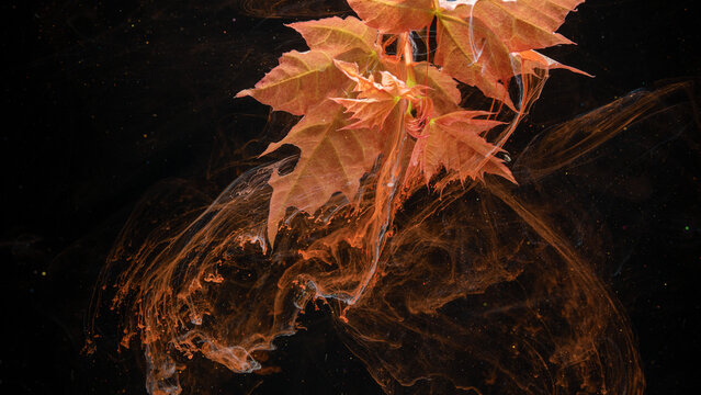 Orange autumn leaves suspended in swirling inklike liquid against black background