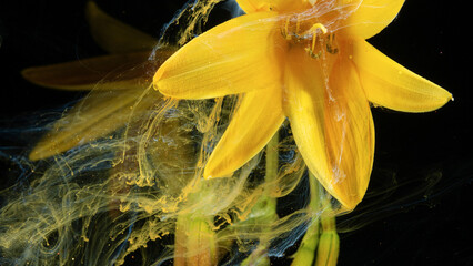 Closeup yellow lily petals submerged in swirling colored liquid against black background © ossyffer