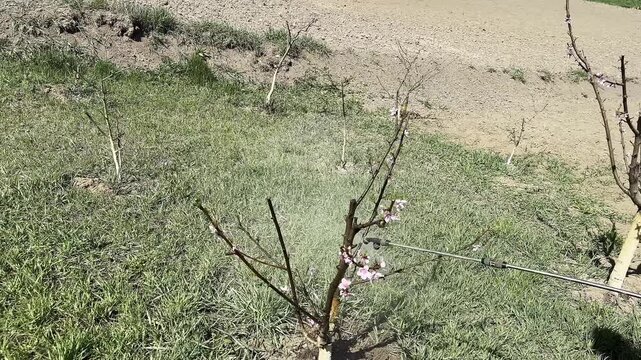 Video clip showing a gardener pruning a young tree in a sunlit garden. The camera pans to follow the gardener's movements, capturing the process of trimming branches.