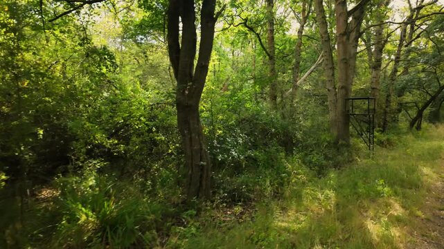 Monks Wood, Cambridgeshire, England, UK - August 24 2026: POV gimbal stabalised walking sequence - past a blade metal frame lookout tower attached to an old tree deep in the forest