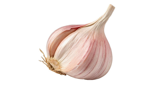 Whole fresh raw garlic bulb vegetable spice isolated on transparent background