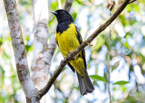 Black and Yellow Forest Bird Perched in Tropical Woodland