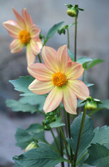 Obraz premium Dahlias (Dahlia pinnata) are blooming in the garden
