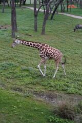 giraffe in the wild © Luis