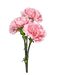 Obraz premium Pink carnation flowers in a small bouquet isolated on white or transparent background. Profile view.