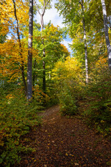 Obraz premium Sunlit autumn forest trail winding through tall trees, dappled light on fallen leaves, green and golden canopy, shaded slope, peaceful woodland path for hiking and quiet exploration