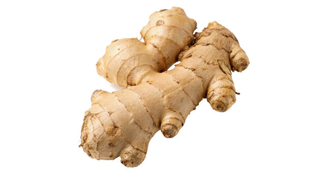 Fresh raw ginger root spice vegetable crop isolated on transparent background