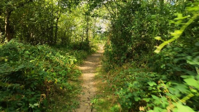 Monks Wood, Cambridgeshire, England, UK - August 24 2026: POV Gimbal Stabalised walking sequence - Going out of the woods, and towards a farm gate that leads to open fields.