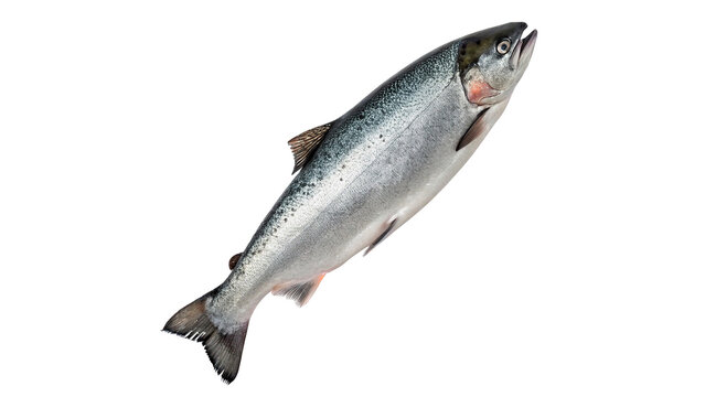 Single fresh raw pink salmon fish seafood isolated on transparent background