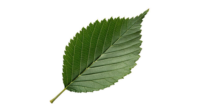 Green textured elm tree leaf foliage isolated on transparent background
