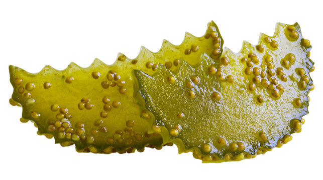 Isolated vibrant green textured food piece with small round seeds, wavy edge, healthy snack ingredient