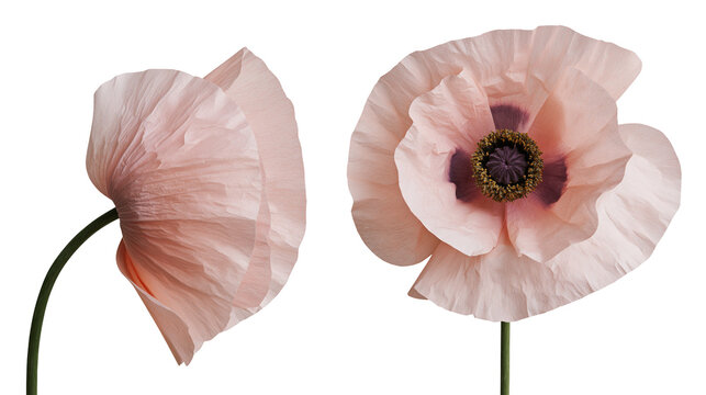 Isolated pair of delicate pale pink poppies with dark centers and elegant green stems blooming
