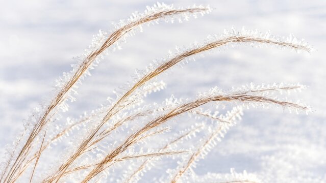 Frost covered dry grass with delicate ice crystals glowing in soft winter sunlight
