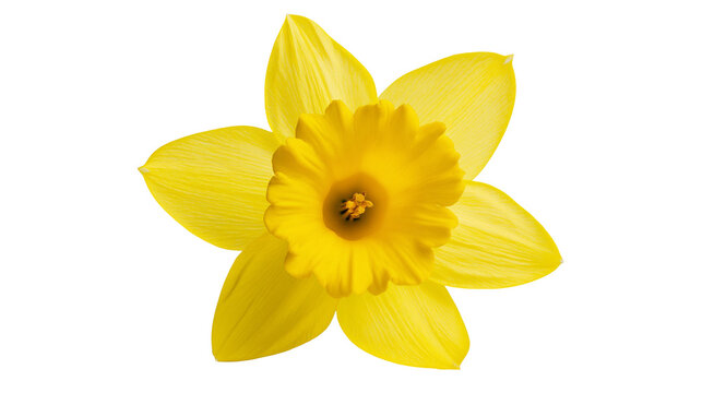 Isolated beautiful vibrant bright yellow daffodil flower bloom and black bar with white text