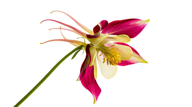 Isolated elegant columbine flower with striking fuchsia spurs and delicate yellow petals