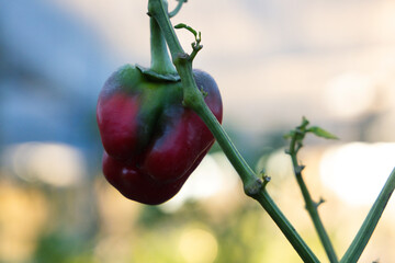 Bell pepper is hanging on green stem in greenhouse, showing glossy red and green skin © WavebreakMediaMicro