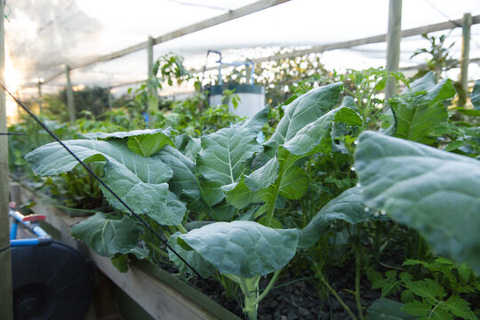 Leafy green brassica plants are growing in raised planter under greenhouse with water droplets