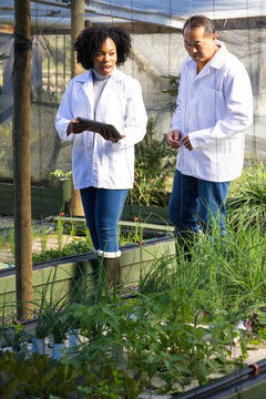 Diverse coworkers wearing white lab coats inspecting seedlings in greenhouse, woman holding tablet