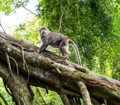 Macaque Walking Along Thick Jungle Tree Root, Bali Rainforest