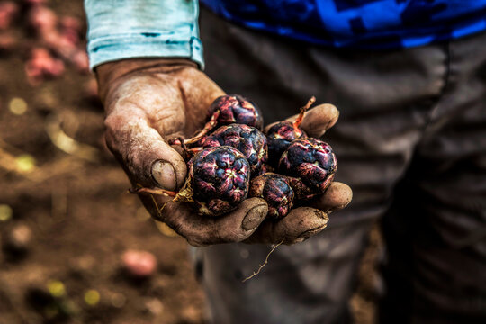 hands of a man holding a bunch of ocas 