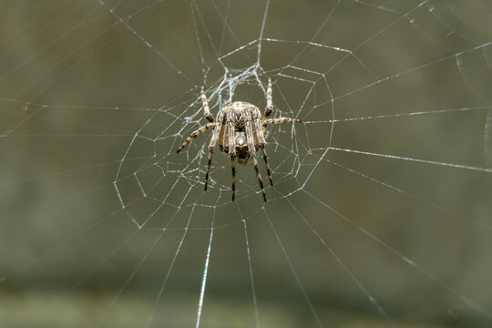Close up view of an orb weaver spider sitting in the center of its web.