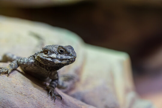 Close up portrait of a starred agama lizard on a stone with blurred background.
