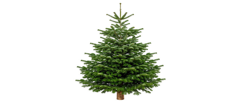 Full green Christmas tree lush fir plant for holiday decoration isolated on white
