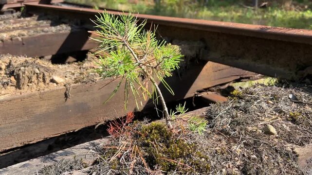 Young Pine Tree Growing Between Old Railway Sleepers and Rails on a Railway Track
