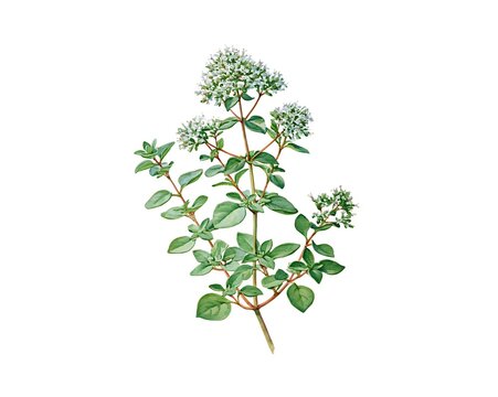 Delicate herb with small white flowers and green leaves. Branches extend upward from a central stem