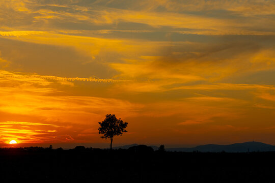 einzelner Baum gegen Sonnenuntergang orangener Himmel