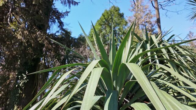 Pointed yucca leaves fan out against a bright blue sky in a botanical garden.