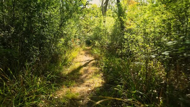 Monks Wood, Cambridgeshire, England, UK - August 24 2026: POV Gimbal stabalised walking sequence - through a part of the forest that's had fallen trees and overgrown over summer.