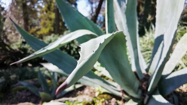Blue grey agave americana leaves with sharp edges spread wide in a garden.
