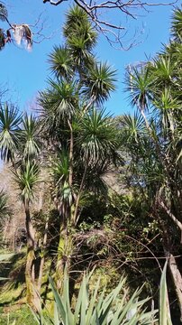 Tall cordyline australis trees with spiky crowns rise against a clear blue sky.