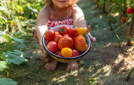 Child with tomatoes in the garden. Selective focus.