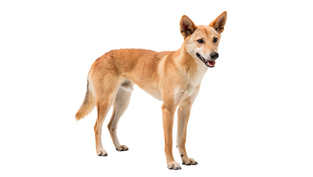 Wild dingo dog standing sideways fauna isolated on transparent background