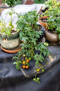tomato bushes with ripening tomatoes in pots
