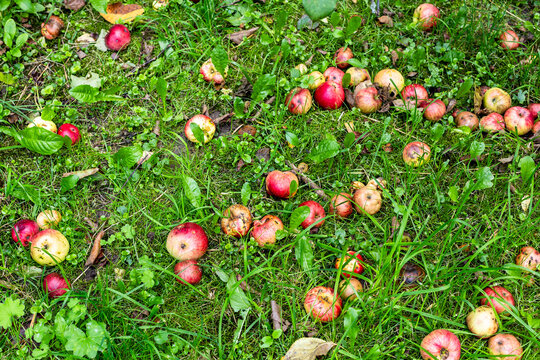 many fallen ripe apples in green grass on ground