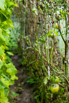 green tomato fruits in greenhouse in garden