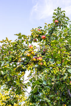 ripe apple fruits on green apple tree at sunset