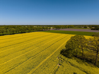 Obraz premium High angle wide horizontal aerial drone photograph of vibrant yellow rapeseed field, tramlines, mature oak trees, and tilled soil in rural Gelderland, Achterhoek, Netherlands on sunny spring day