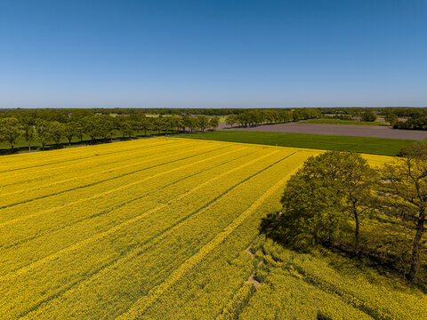 High angle wide horizontal aerial drone photograph of vibrant yellow rapeseed field, tramlines, mature oak trees, and tilled soil in rural Gelderland, Achterhoek, Netherlands on sunny spring day