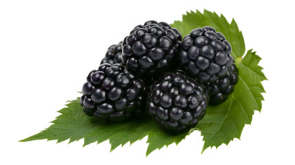 Isolated fresh organic blackberries with green leaf, delicious ripe summer fruit full of antioxidants. © Ioana