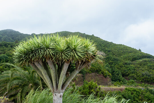 Iconic Canary Islands dragon tree Dracaena draco with green mountain hills in background La Palma