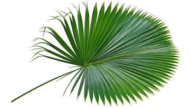 Isolated fresh green tropical palm leaf element with beautiful intricate frond pattern