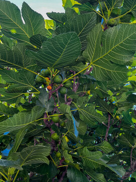 Fig tree with large green leaves and unripe figs 