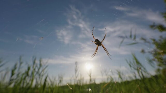 Garden spider hangs motionless on fine silk threads against an open blue sky and field grass in bright sun. Minimalist wildlife visual asset for natural history and science.